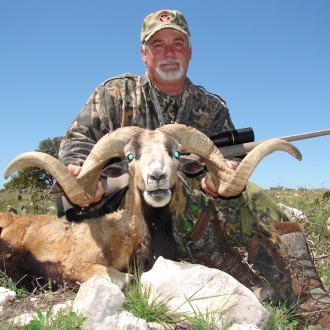 Trophy Corsican sheep